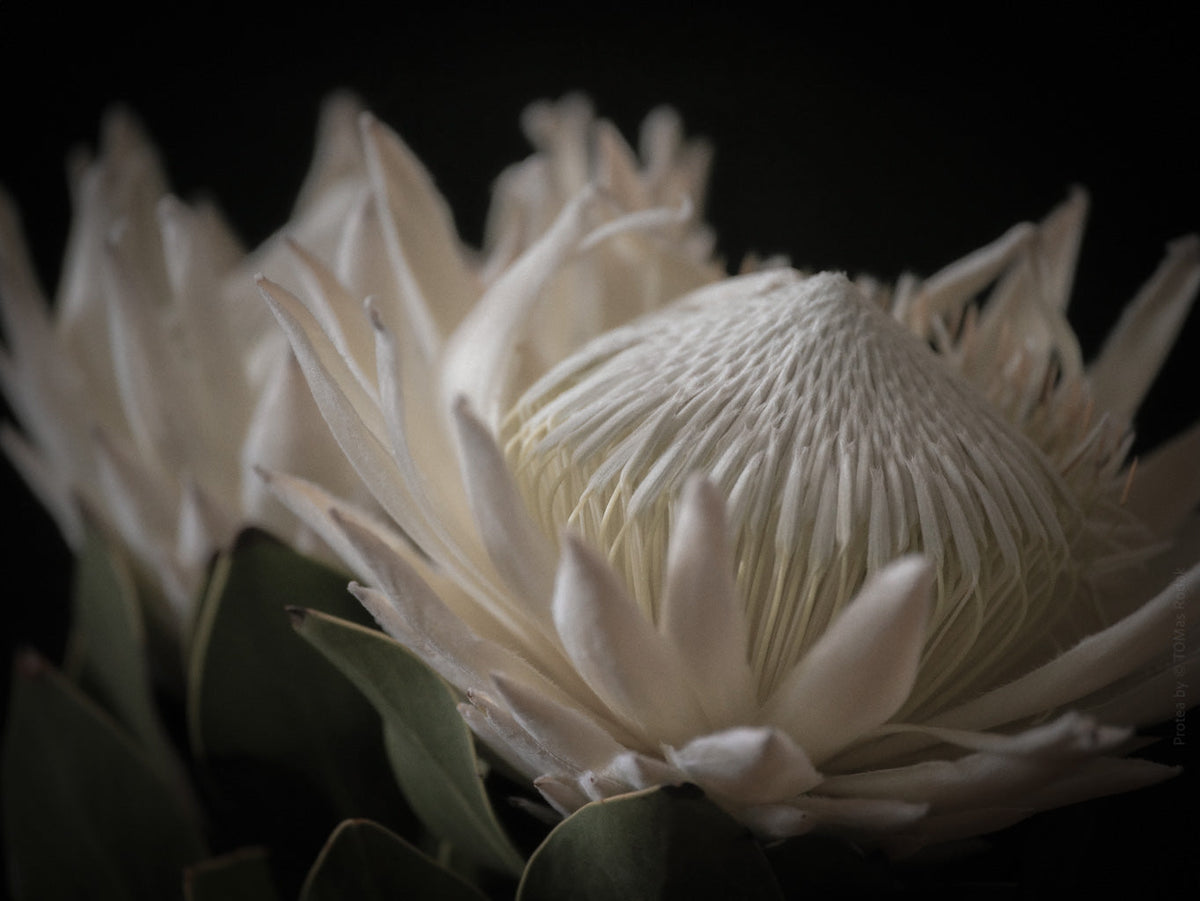 Protea Hasselblad photo art by Swiss photographer TOMas Rodak for sale at TOMs FLOWer CLUB, limited edition of floral art.