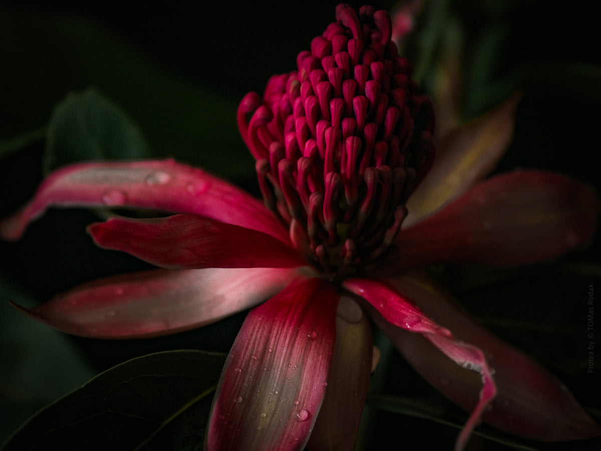 Protea Hasselblad photo art by Swiss photographer TOMas Rodak for sale at TOMs FLOWer CLUB, limited edition of floral art.