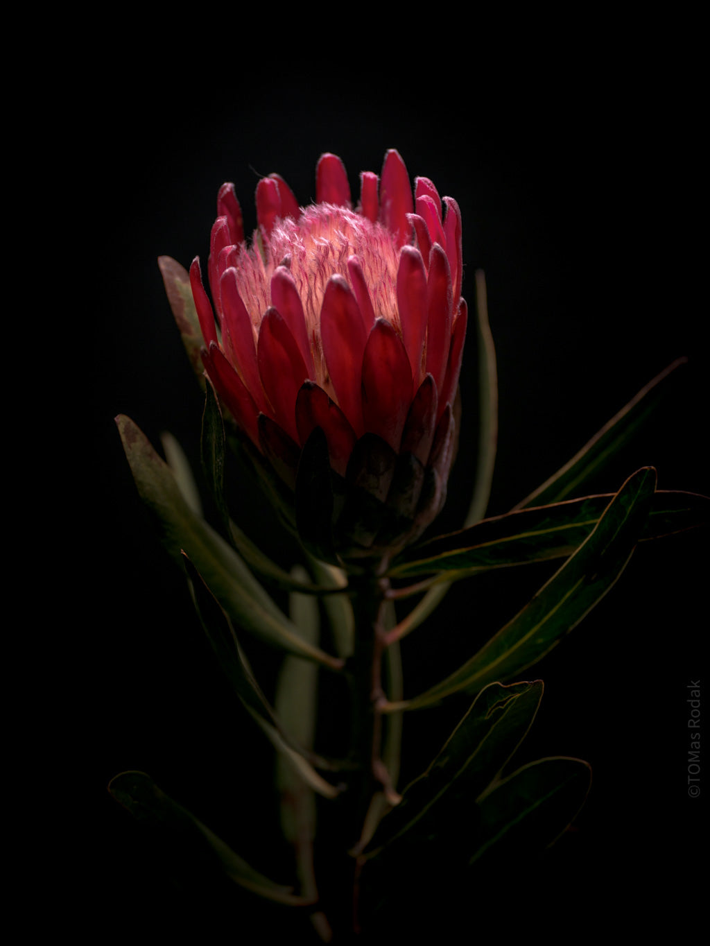 PROTEA ARISTATA, sugarbush, South African plants, floral photography by TOMas Rodak, TOMs FLOWer CLUB.