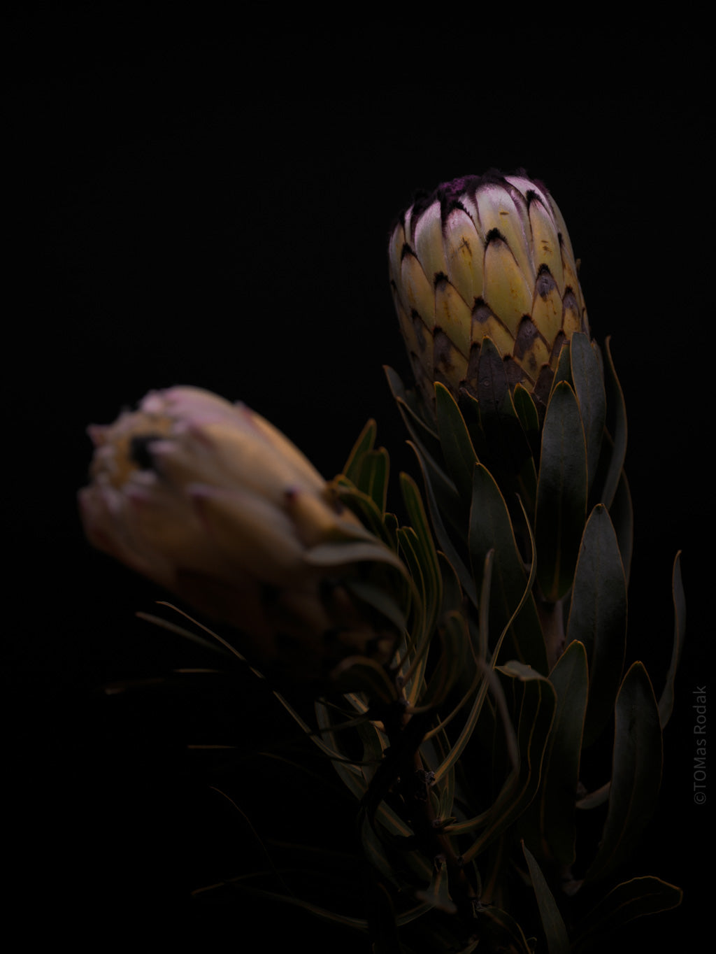 PROTEA ARISTATA, sugarbush, South African plants, floral photography by TOMas Rodak, TOMs FLOWer CLUB.