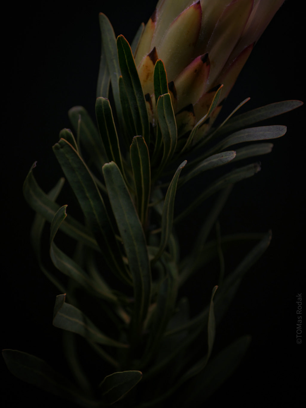 PROTEA ARISTATA, sugarbush, South African plants, floral photography by TOMas Rodak, TOMs FLOWer CLUB.