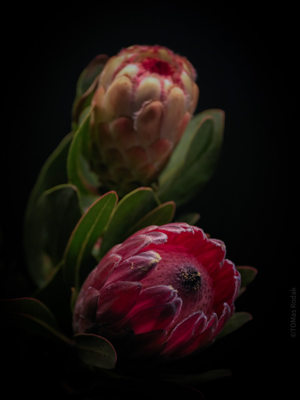 PROTEA ARISTATA, sugarbush, South African plants, floral photography by TOMas Rodak, TOMs FLOWer CLUB.