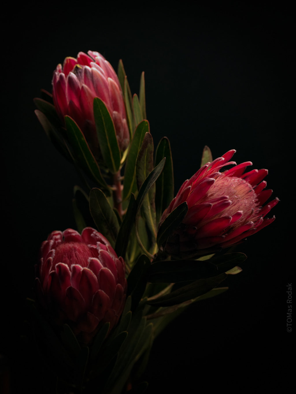 PROTEA ARISTATA, sugarbush, South African plants, floral photography by TOMas Rodak, TOMs FLOWer CLUB.