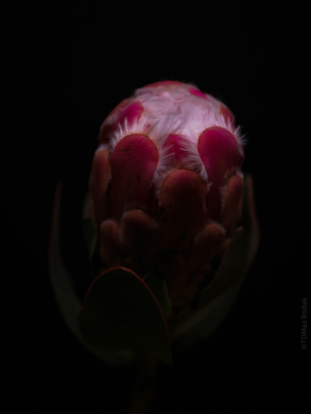 PROTEA ARISTATA, sugarbush, South African plants, floral photography by TOMas Rodak, TOMs FLOWer CLUB.