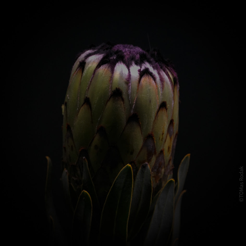 PROTEA ARISTATA, sugarbush, South African plants, floral photography by TOMas Rodak, TOMs FLOWer CLUB.