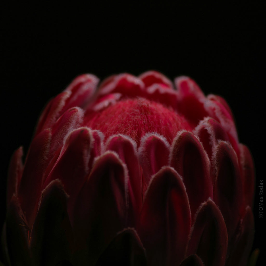 PROTEA ARISTATA, sugarbush, South African plants, floral photography by TOMas Rodak, TOMs FLOWer CLUB.
