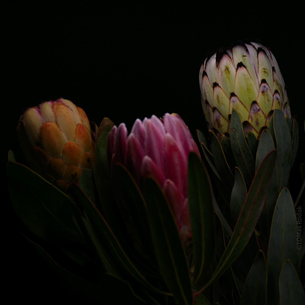 PROTEA ARISTATA, sugarbush, South African plants, floral photography by TOMas Rodak, TOMs FLOWer CLUB.