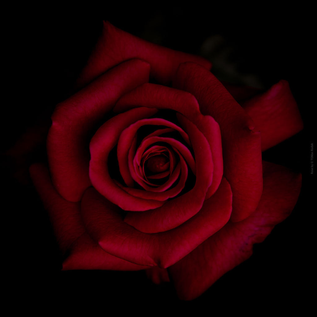 Close-up photograph of a vibrant red rose flower, captured by TOMas Rodak using a Hasselblad camera, showcasing a striking floral motif.