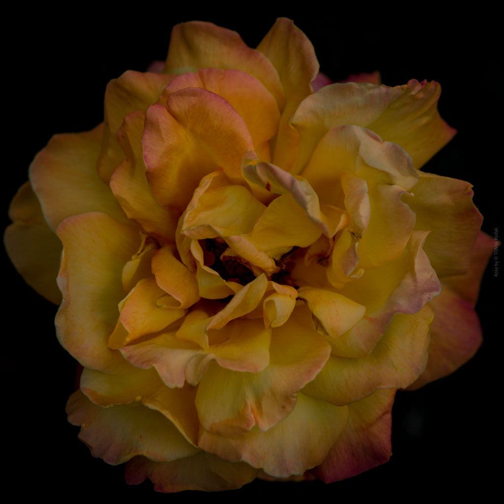 Close-up photograph of a vibrant yellow orange rose flower, captured by TOMas Rodak using a Hasselblad camera, showcasing a striking floral motif.