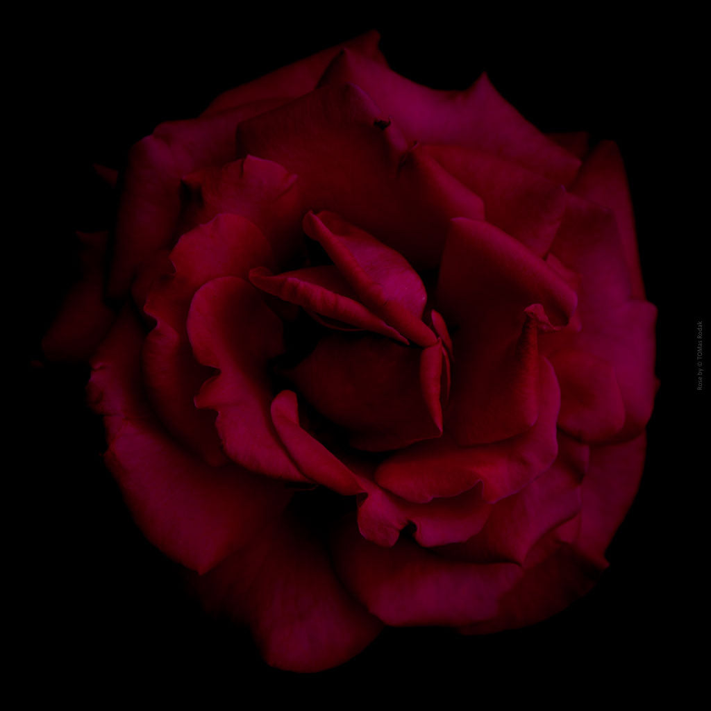 Close-up photograph of a vibrant red rose flower, captured by TOMas Rodak using a Hasselblad camera, showcasing a striking floral motif.