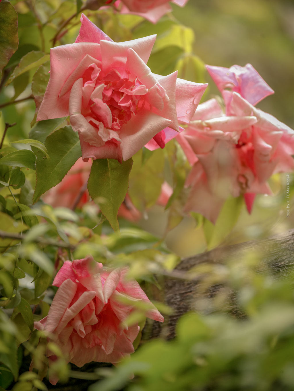 Old pink rose, Hasselblad photo art by Swiss photographer TOMas Rodak for sale at TOMs FLOWer CLUB, limited edition