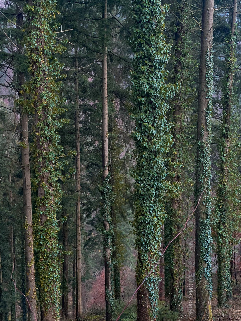 Tree photo, Baumfoto, blaues Meer, Sea life, TOMs FLOWer CLUB, Tomas Rodak, photography, Landhaus, country side, blau, meditation, cross roads, Schwarzwald, Springhof, Springbauer, Hubert Vogt