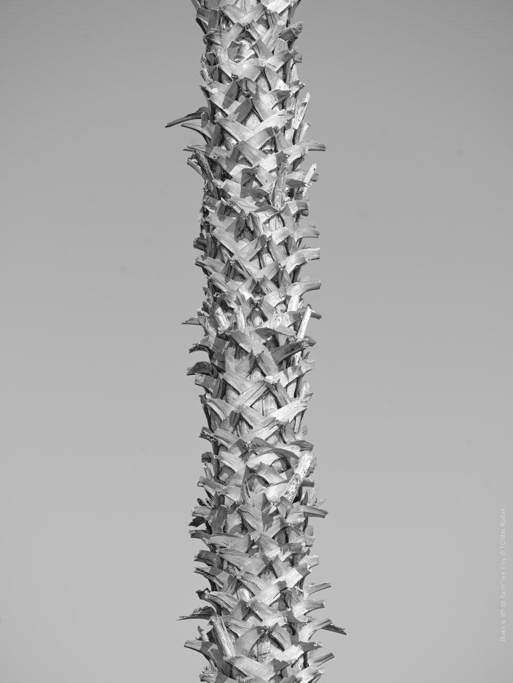 BLACK & WHITE Hasselblad photo art by Swiss photographer TOMas Rodak for sale at TOMs FLOWer CLUB, limited edition of floral contemporary art.