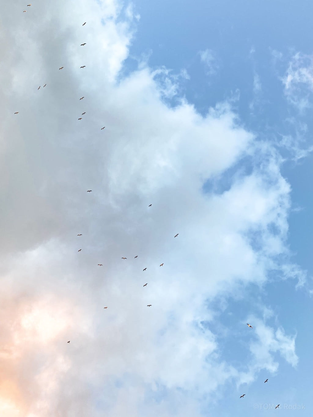 TOMas Rodak, TOMs FLOWer CLUB, Water, Reflection, mirror picture, Spiegelbild, meditation, work life balance, photography, Landhaus, country side, water photography, Water, Wasser, Meditation, Wasserrauschen, Sky, Himmel, birds, dreamy
