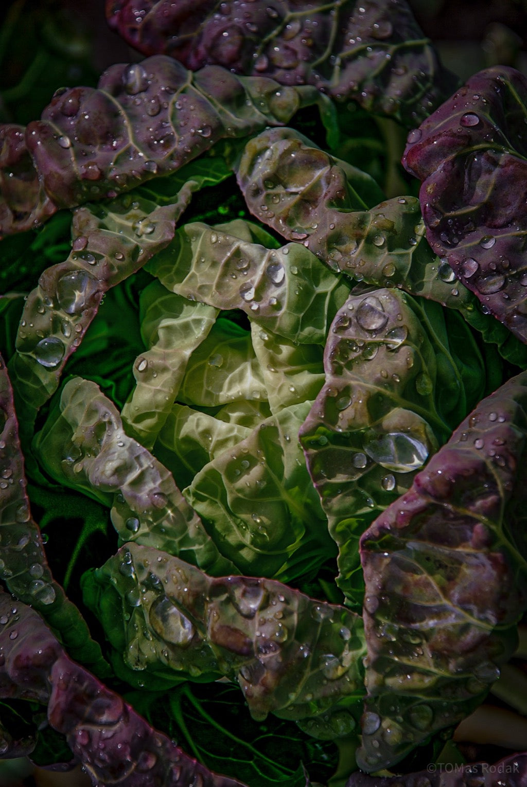 Kochbuch, Kochen, organic vegetable, Gemüse, Bio, TOMs FLOWer CLUB, Tomas Rodak, photography, Landhaus, country side, leaf photography, Blattfoto, Kitchen design, pictures for kitchen, Küchen, Küche, green, red, Kraut, Rotkraut, red cabbage,