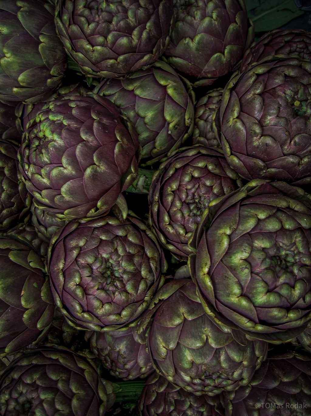 Kochbuch, Kochen, organic vegetable, Gemüse, Bio, TOMs FLOWer CLUB, Tomas Rodak, photography, Landhaus, country side, leaf photography, Blattfoto, Kitchen design, pictures for kitchen, Küchen, Küche, green, Farmers market, Artischocken,