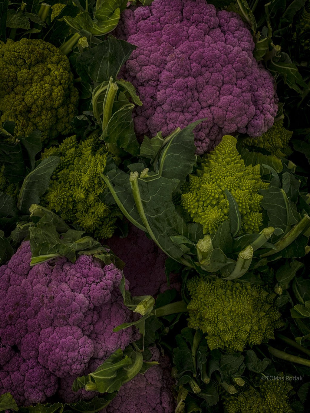 Kochbuch, Kochen, organic vegetable, Gemüse, Bio, TOMs FLOWer CLUB, Tomas Rodak, photography, Landhaus, country side, leaf photography, Blattfoto, Kitchen design, pictures for kitchen, Küchen, Küche, green, Farmers market, Salat, Karfiol, Blumenkohl