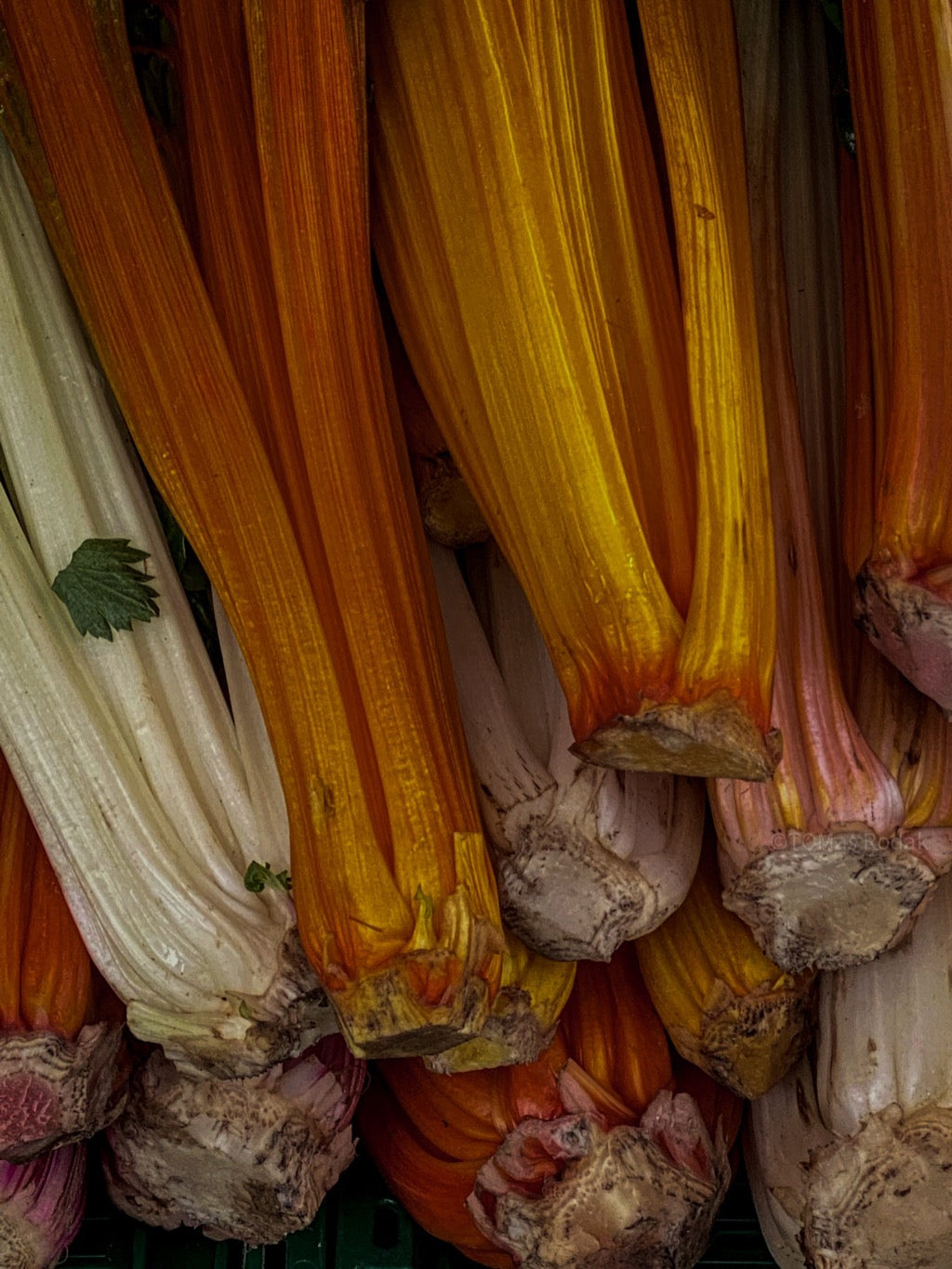 Kochbuch, Kochen, organic vegetable, Gemüse, Bio, TOMs FLOWer CLUB, Tomas Rodak, photography, Landhaus, country side, leaf photography, Blattfoto, Kitchen design, pictures for kitchen, Küchen, Küche, Farmers market, red lover, Salat, red salat,