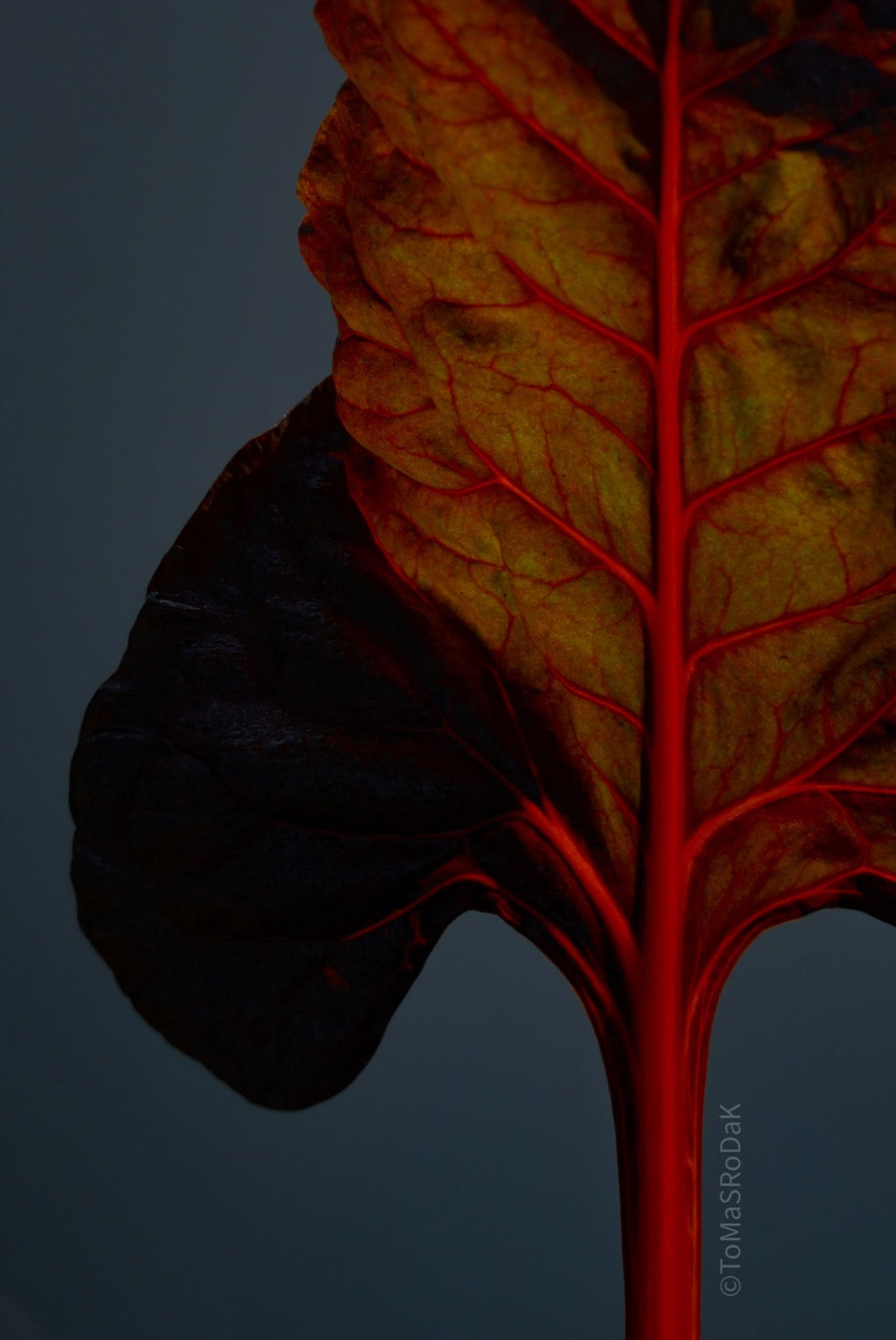 Kochbuch, Kochen, organic vegetable, Gemüse, Bio, TOMs FLOWer CLUB, Tomas Rodak, photography, Landhaus, country side, leaf photography, Blattfoto, Kitchen design, pictures for kitchen, Küchen, Küche, green, red, Mangold,