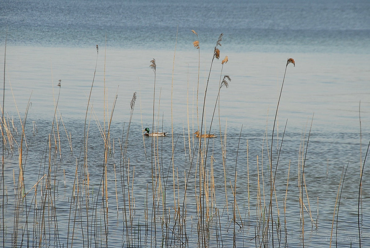 Reflection, meditation, work life balance, TOMs FLOWer CLUB, Tomas Rodak, photography, horizon, water photography, Water, Wasser, Meditation, Wolken, Clouds, Wasserrauschen, blue, blau, Mallorca, La reunion, sea, Schwimmen, blaue Lagune, birds, dug, couple