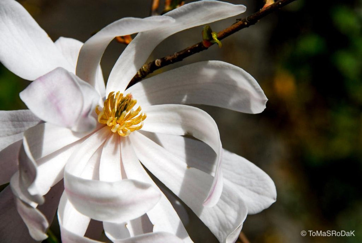 White magnolia by TOMas Rodak, real photo behind acrylic glass in limited edition runs of 139 for sale at TOMs FLOWer CLUB, gallery quality, signed, numbered and certified.