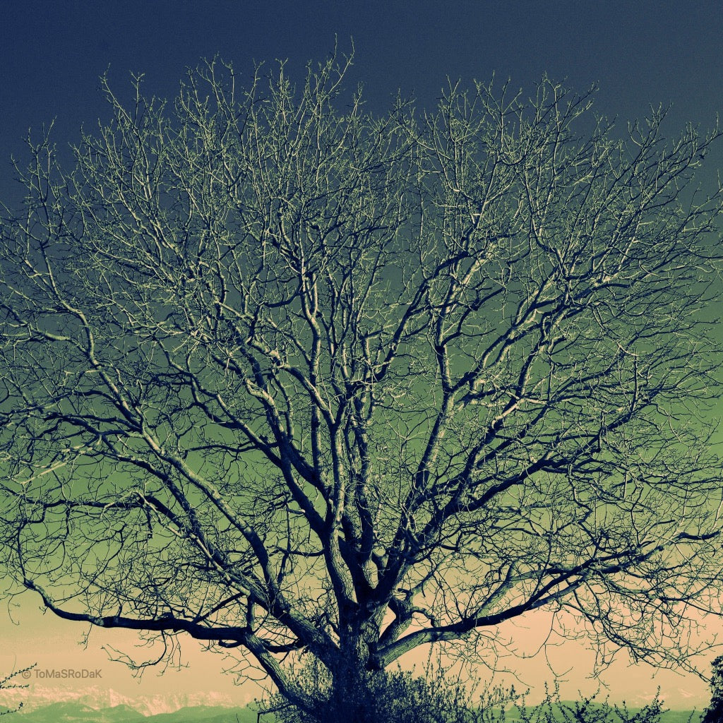 Tree photo, Baumfoto, floral photo, green photography, photo art, Tomas Rodak,Swiss photographer, Slovenská Fotograf, photo behind the acrylic glas, White Wall, LUMAS, TOMs FLOWer CLUB.