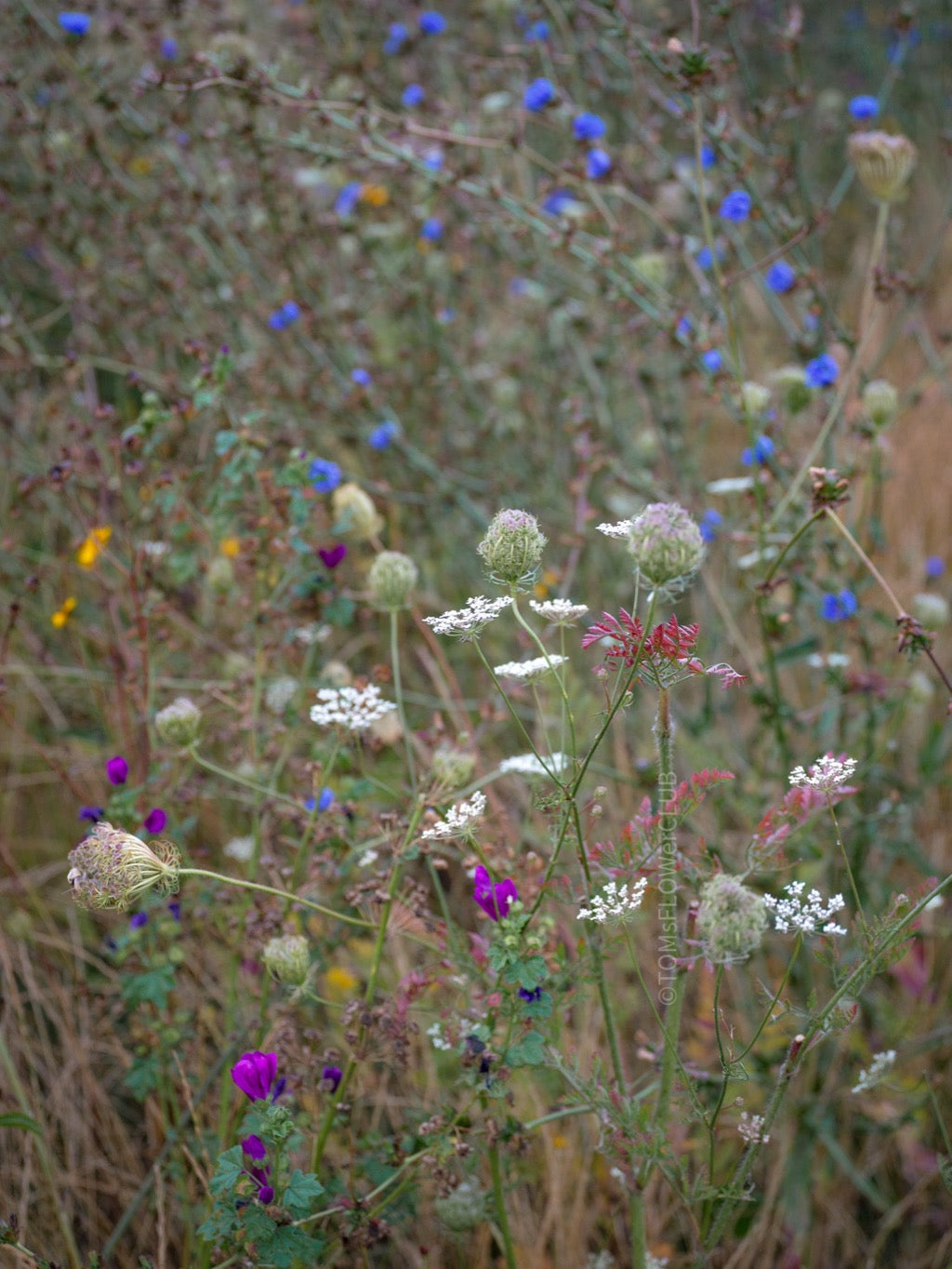 Wildflowers, Wildblumen, Wiesenblumen, Fieldflowers, organic flowers, TOMs FLOWer CLUB, Tomas Rodak, florales Foto, floral photography, Landhaus, country side