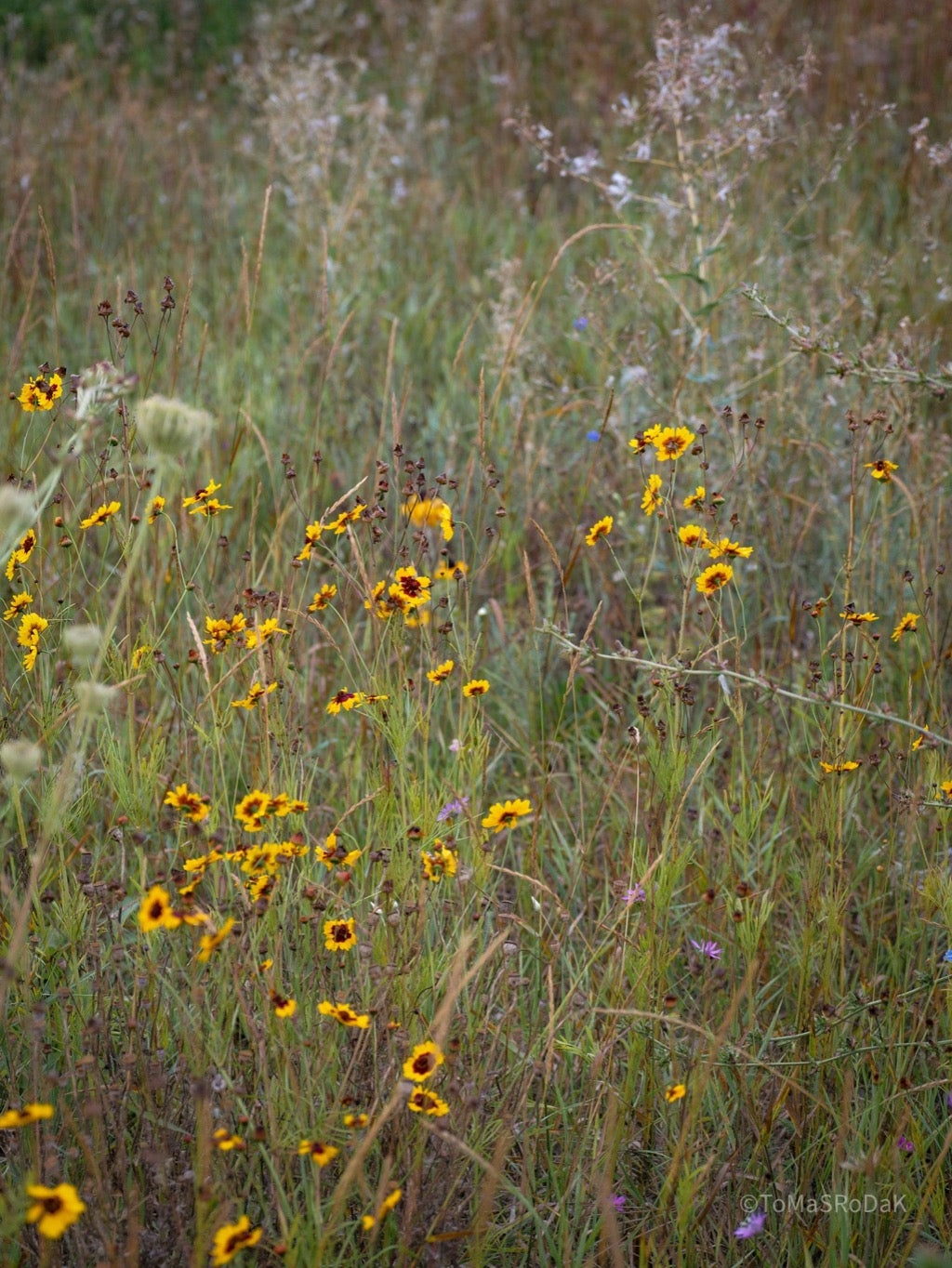 Wildflowers, Wildblumen, Wiesenblumen, Fieldflowers, organic flowers, TOMs FLOWer CLUB, Tomas Rodak, florales Foto, floral photography, Landhaus, country side