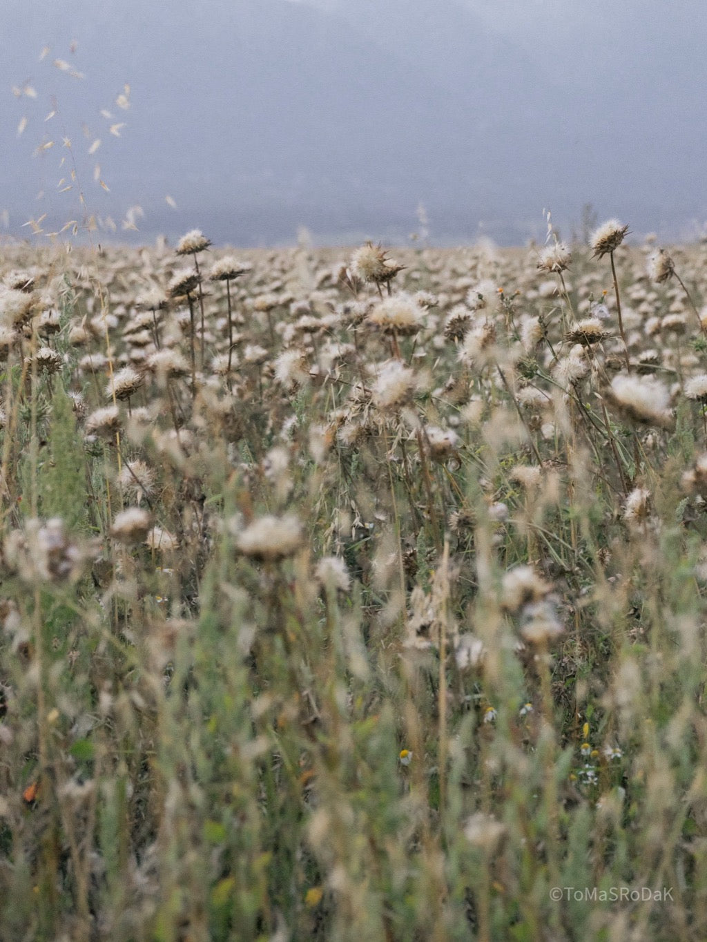Wildflowers, Wildblumen, Wiesenblumen, Fieldflowers, organic flowers, TOMs FLOWer CLUB, Tomas Rodak, florales Foto, floral photography, Landhaus, country side