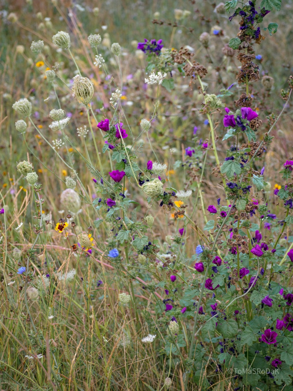 Wildflowers, Wildblumen, Wiesenblumen, Fieldflowers, organic flowers, TOMs FLOWer CLUB, Tomas Rodak, florales Foto, floral photography, Landhaus, country side