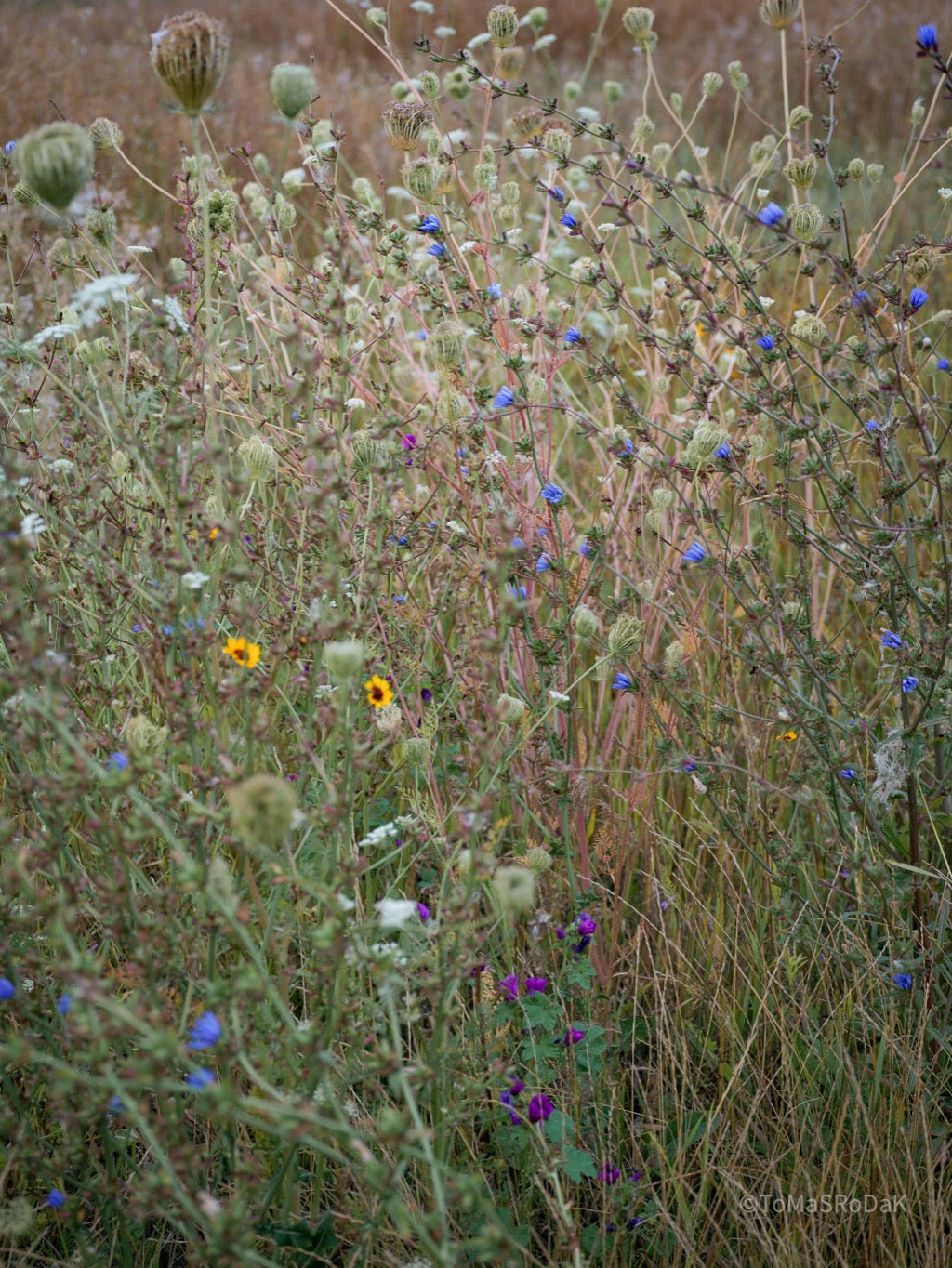 Wildflowers, Wildblumen, Wiesenblumen, Fieldflowers, organic flowers, TOMs FLOWer CLUB, Tomas Rodak, florales Foto, floral photography, Landhaus, country side