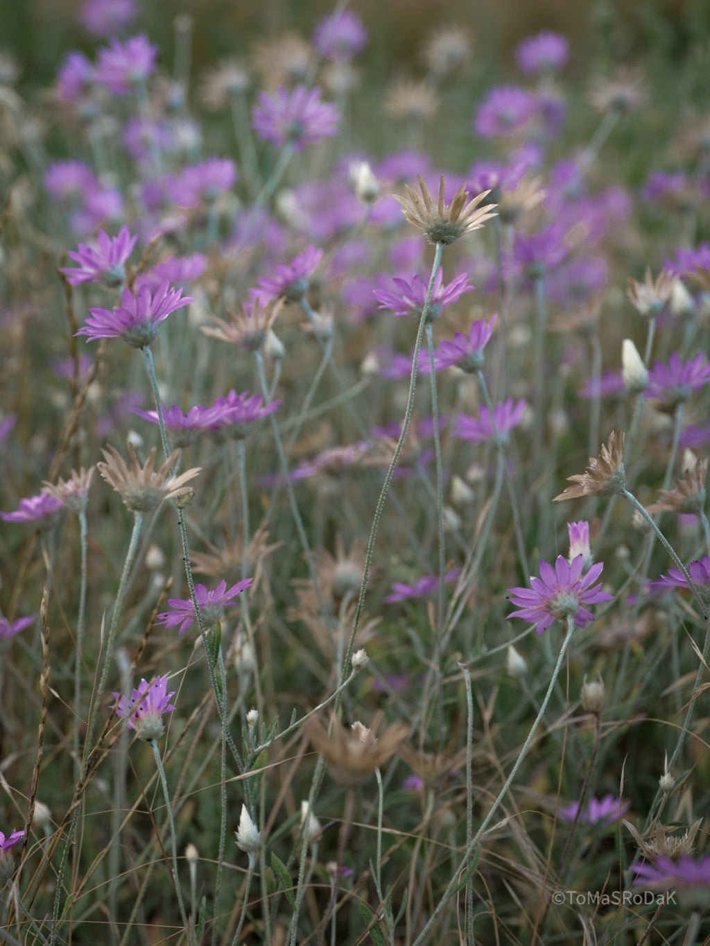 Wildflowers, Wildblumen, Wiesenblumen, Fieldflowers, organic flowers, TOMs FLOWer CLUB, Tomas Rodak, florales Foto, floral photography, Landhaus, country side