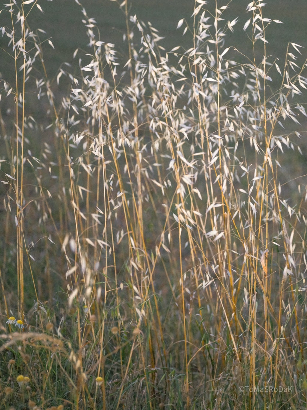 Wildflowers, Wildblumen, Wiesenblumen, Fieldflowers, organic flowers, TOMs FLOWer CLUB, Tomas Rodak, florales Foto, floral photography, Landhaus, country side