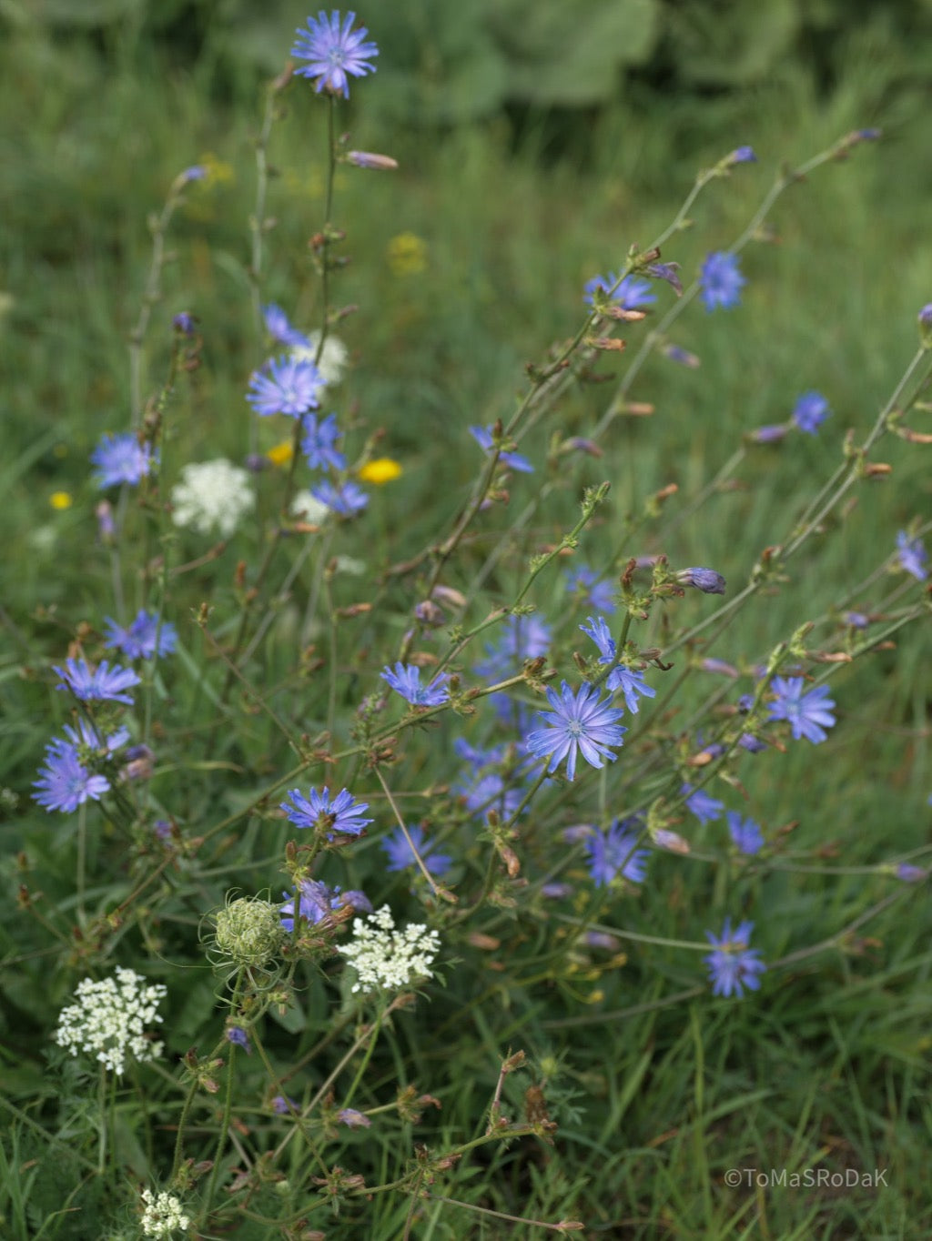 Wildflowers, Wildblumen, Wiesenblumen, Fieldflowers, organic flowers, TOMs FLOWer CLUB, Tomas Rodak, florales Foto, floral photography, Landhaus, country side