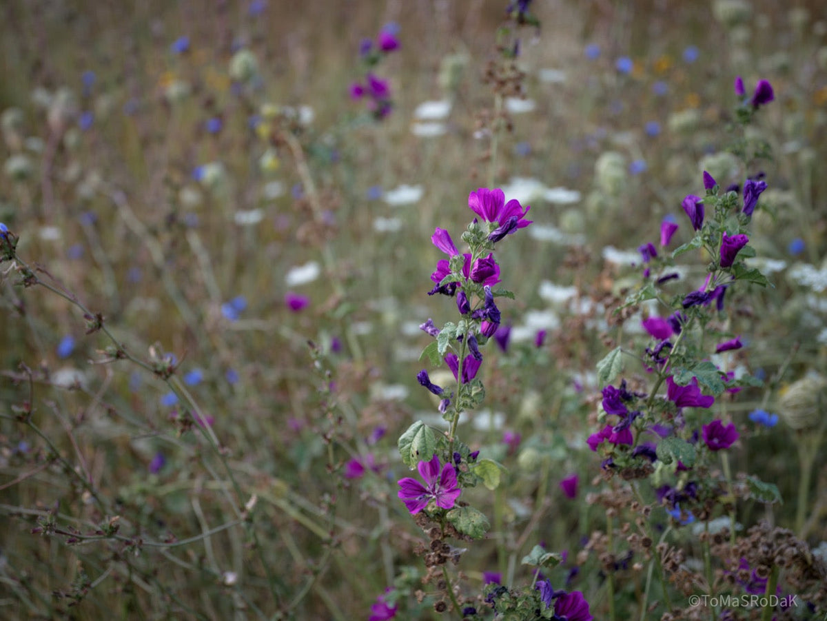 Wildflowers, Wildblumen, Wiesenblumen, Fieldflowers, organic flowers, TOMs FLOWer CLUB, Tomas Rodak, florales Foto, floral photography, Landhaus, country side
