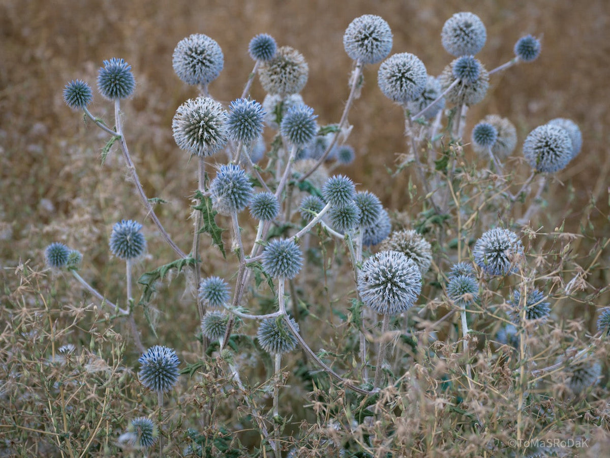 Wildflowers, Wildblumen, Wiesenblumen, Fieldflowers, organic flowers, TOMs FLOWer CLUB, Tomas Rodak, florales Foto, floral photography, Landhaus, country side
