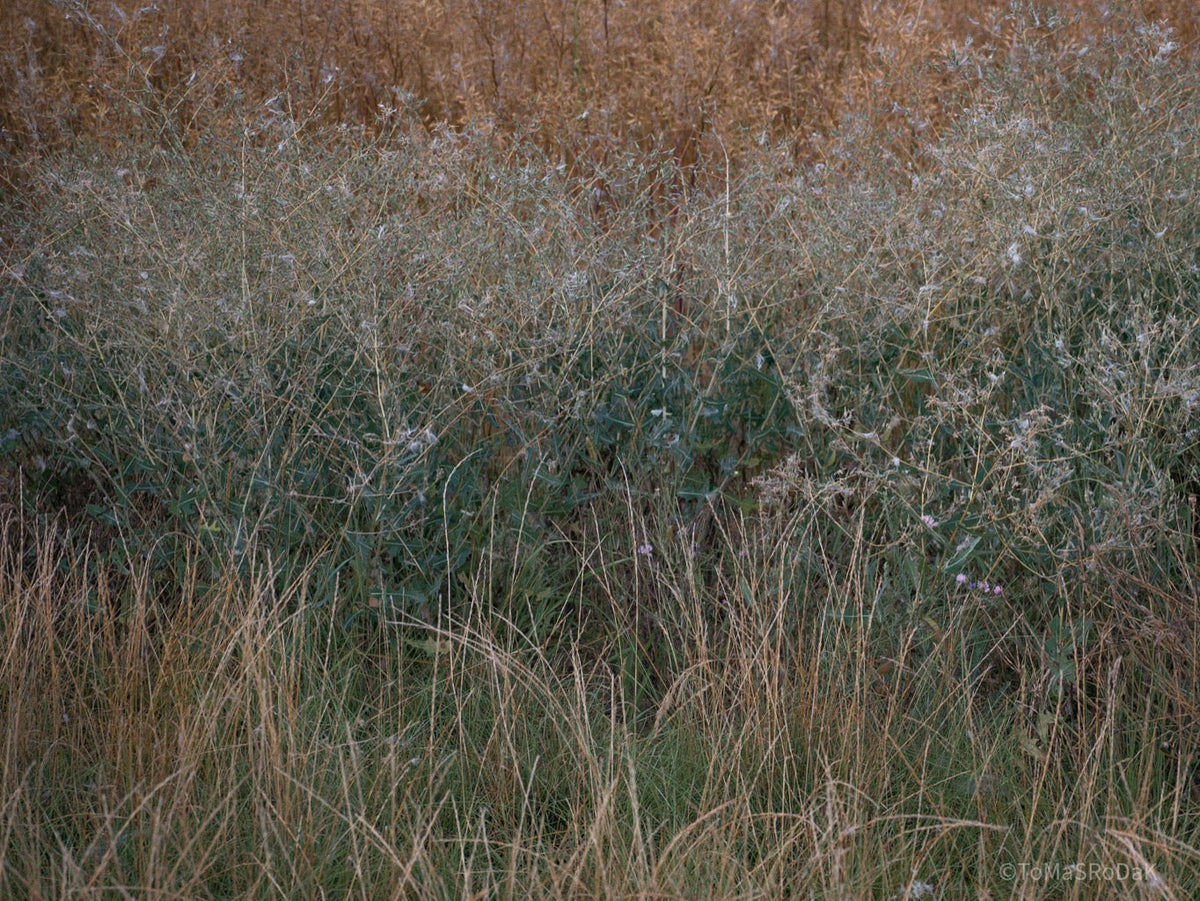 Wildflowers, Wildblumen, Wiesenblumen, Fieldflowers, organic flowers, TOMs FLOWer CLUB, Tomas Rodak, florales Foto, floral photography, Landhaus, country side