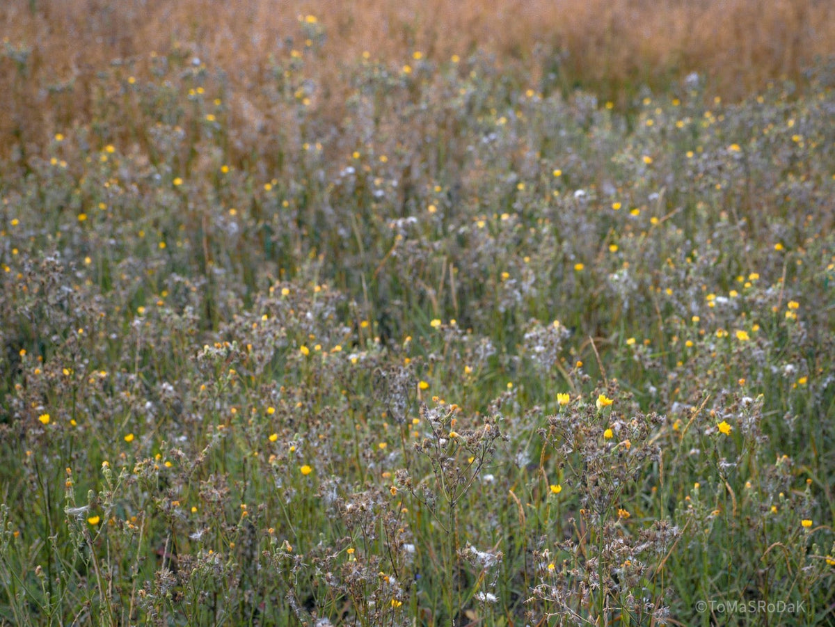 Wildflowers, Wildblumen, Wiesenblumen, Fieldflowers, organic flowers, TOMs FLOWer CLUB, Tomas Rodak, florales Foto, floral photography, Landhaus, country side