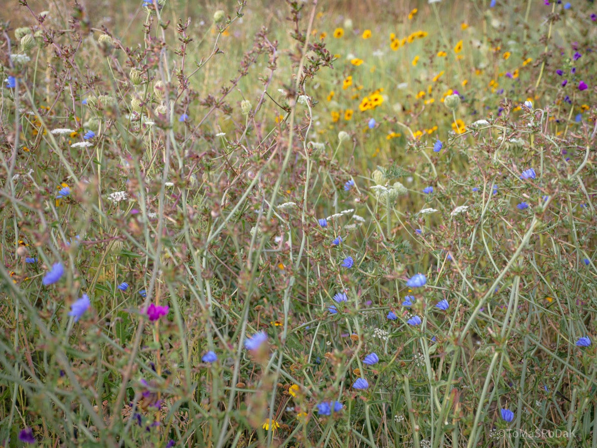 Wildflowers, Wildblumen, Wiesenblumen, Fieldflowers, organic flowers, TOMs FLOWer CLUB, Tomas Rodak, florales Foto, floral photography, Landhaus, country side