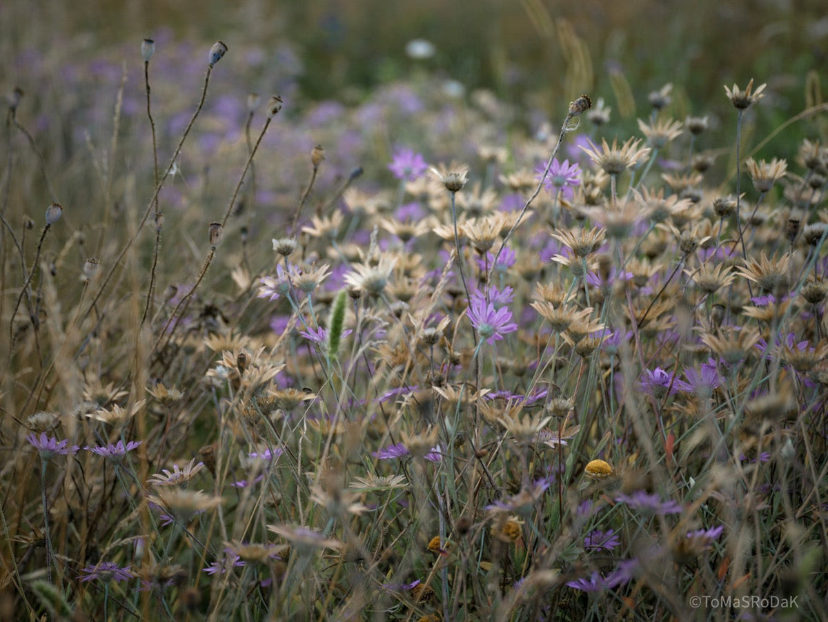 Wildflowers, Wildblumen, Wiesenblumen, Fieldflowers, organic flowers, TOMs FLOWer CLUB, Tomas Rodak, florales Foto, floral photography, Landhaus, country side