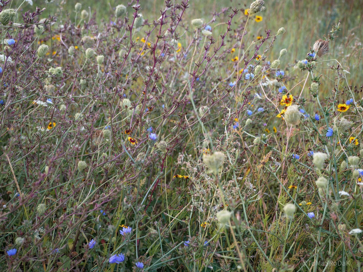 Wildflowers, Wildblumen, Wiesenblumen, Fieldflowers, organic flowers, TOMs FLOWer CLUB, Tomas Rodak, florales Foto, floral photography, Landhaus, country side