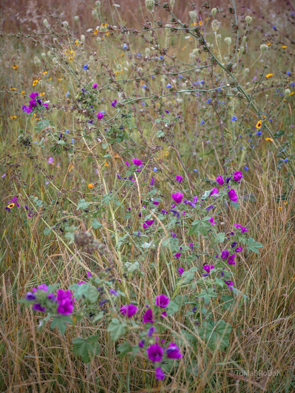 Wildflowers, Wildblumen, Wiesenblumen, Fieldflowers, organic flowers, TOMs FLOWer CLUB, Tomas Rodak, florales Foto, floral photography, Landhaus, country side