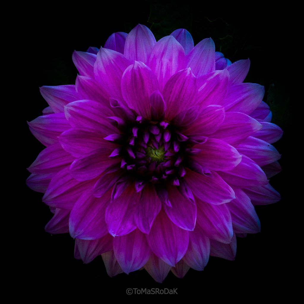 Dahlia by TOMas Rodak, real photo behind acrylic glass in limited edition runs of 139 for sale at TOMs FLOWer CLUB, gallery quality, signed, numbered and certified.