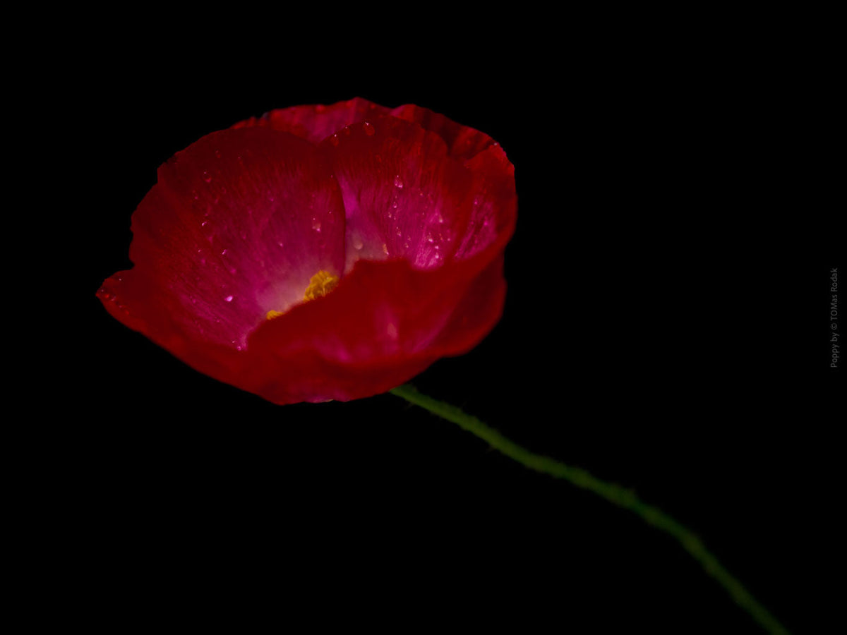 Close-up photograph of a vibrant red poppies flower with delicate petals, captured by TOMas Rodak using a Hasselblad camera, showcasing a striking floral motif.