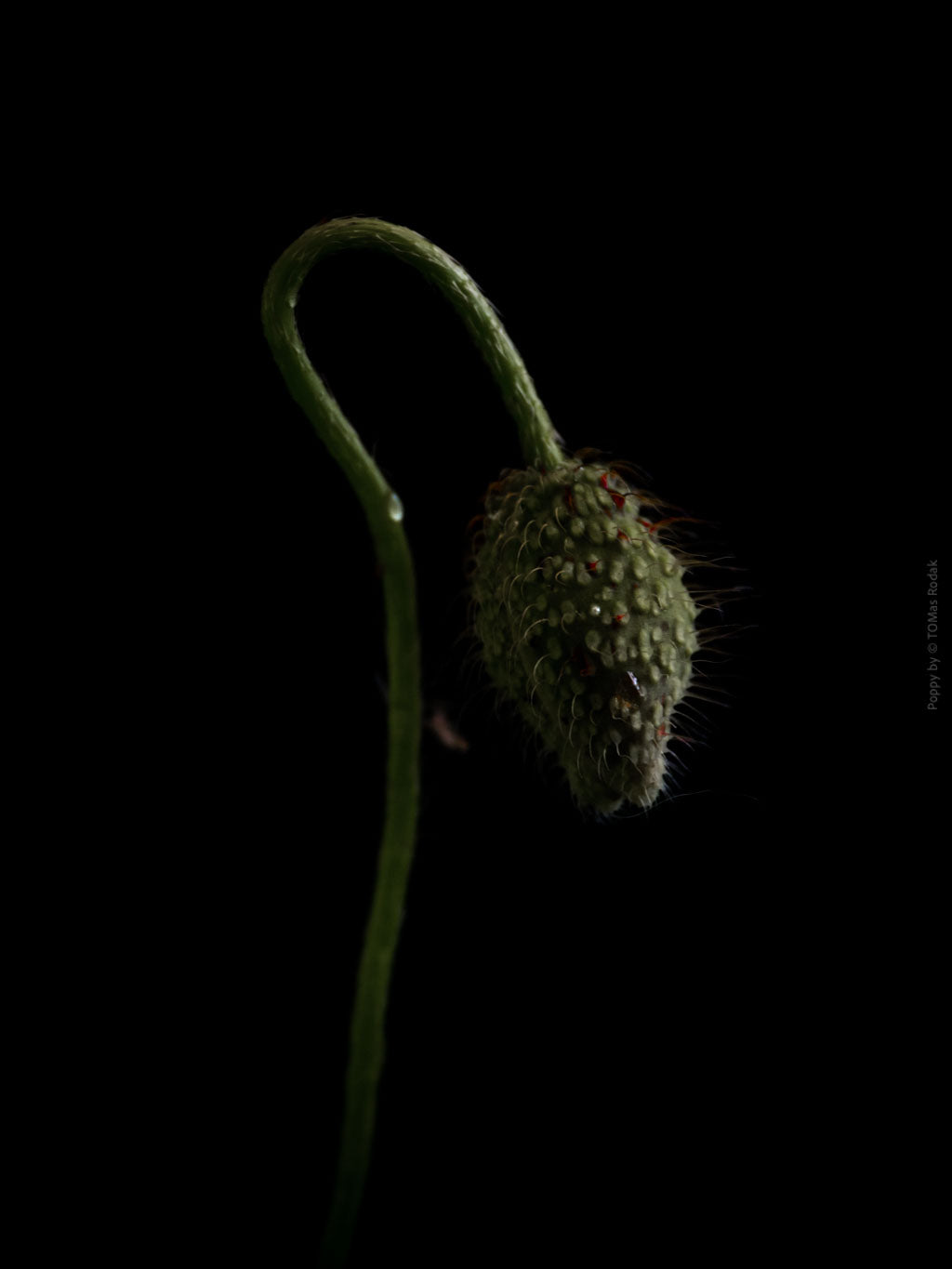 Close-up photograph of a vibrant red poppies flower with delicate petals, captured by TOMas Rodak using a Hasselblad camera, showcasing a striking floral motif.