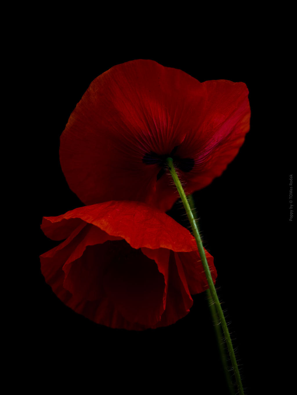 Close-up photograph of a vibrant red poppies flower with delicate petals, captured by TOMas Rodak using a Hasselblad camera, showcasing a striking floral motif.