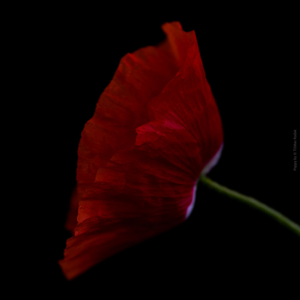 Close-up photograph of a vibrant red poppy flower with delicate petals, captured by TOMas Rodak using a Hasselblad camera, showcasing a striking floral motif.