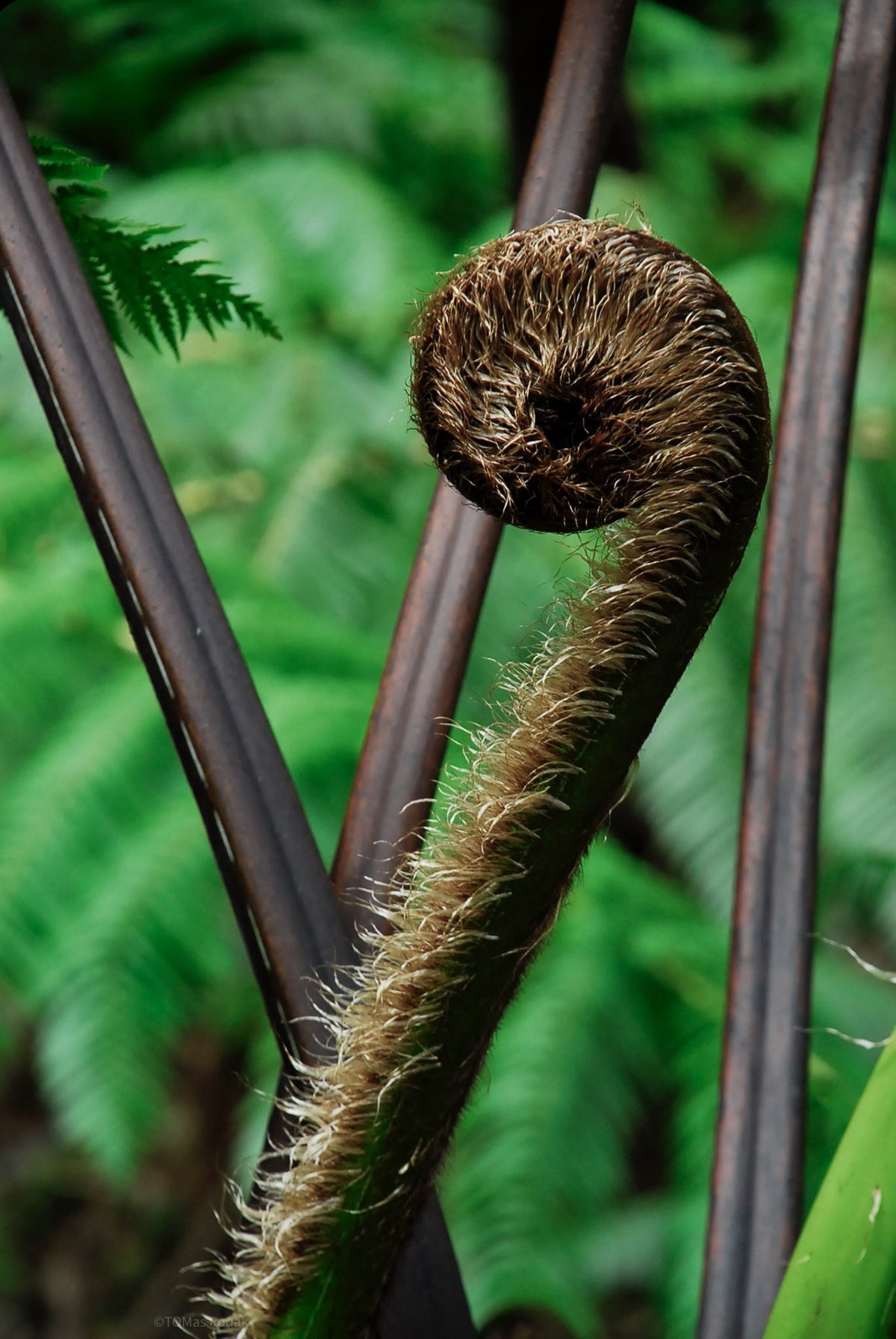 FERNS