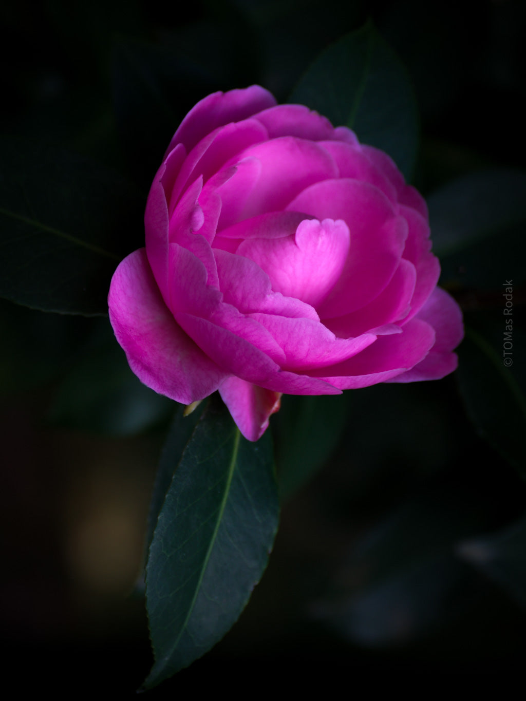 CAMELLIA