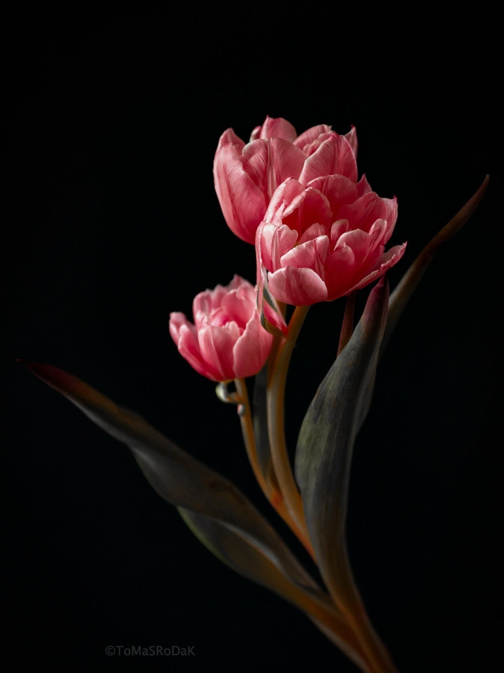 Tulip Photo Picture by Tomas Rodak for sale at TOMs FLOWer CLUB. Limited edition runs of 139 only, framed as real photo print of museum quality, behind 2mm acrylic glass, made by WhiteWall.
